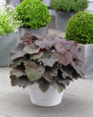 Heuchera XXL
