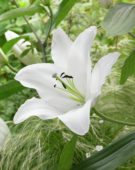 Lilium Smooth Petal