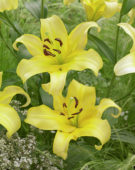 Lilium Yelloween