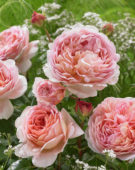 Rosa Abraham Darby ®