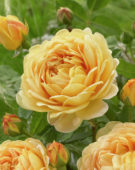 Rosa Golden Celebration ®