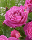 Rosa Pink Perfume