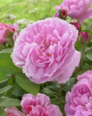 Rosa Mary Rose ®