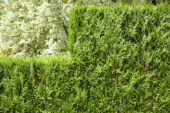 Conifer hedge