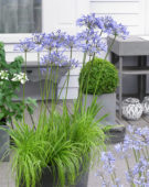 Agapanthus Dr Brouwer