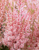 Astilbe Look at Me