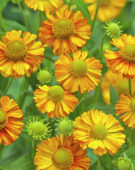 Helenium Monique