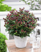 Hypericum x inodorum Magical Universe ® Hypericum x inodorum Magical Universe ®