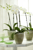 Phalaenopsis wit