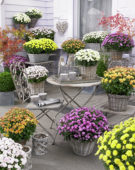 Chrysanthemum mix