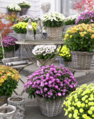 Chrysanthemum mix