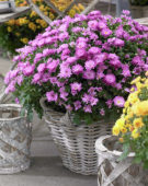 Chrysanthemum