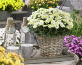 Chrysanthemum