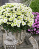 Chrysanthemum