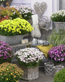 Chrysanthemum mix
