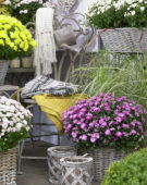 Chrysanthemum