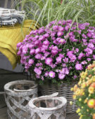 Chrysanthemum