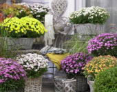 Chrysanthemum mix