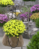 Chrysanthemum