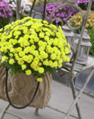 Chrysanthemum