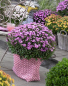 Chrysanthemum