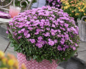 Chrysanthemum