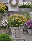Chrysanthemum