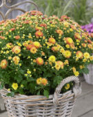 Chrysanthemum