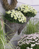 Chrysanthemum