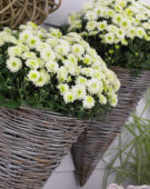 Chrysanthemum