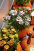 Pumpkin flowerpots
