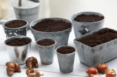 Planted bulbs in pots