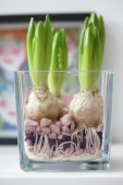 Indoor forcing, Hyacinthus