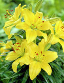 Lilium yellow