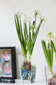 Indoor forcing, Narcissus