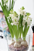 Indoor forcing, Hyacinthus