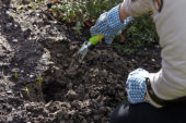 Bollen uit de grond halen na overwinteren