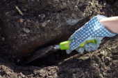 Bollen uit de grond halen na overwinteren