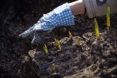 Bollen uit de grond halen na overwinteren