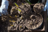 Bollen uit de grond halen na overwinteren