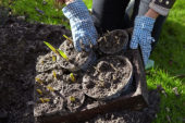 Bollen uit de grond halen na overwinteren