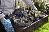 Lifting bulbs on pots after overwintering