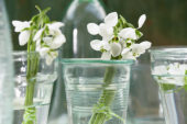 Galanthus Beluga