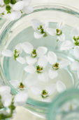 Galanthus Beluga