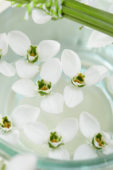 Galanthus Beluga