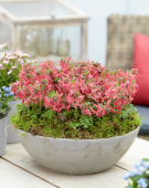 Corydalis solida G.P. Baker