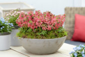 Corydalis solida G.P. Baker
