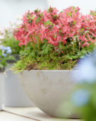 Corydalis solida G.P. Baker