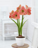 Hippeastrum Terra Cotta Star ® Hippeastrum Terra Cotta Star ®