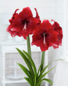 Hippeastrum Daphne ® Hippeastrum Daphne ®
